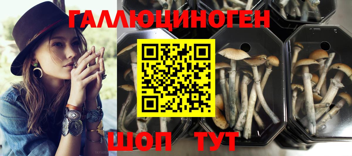 Псилоцибиновые грибы GOLDEN TEACHER  Вход с VPN  Псилоцибиновые грибы мицелий  Ярцево 